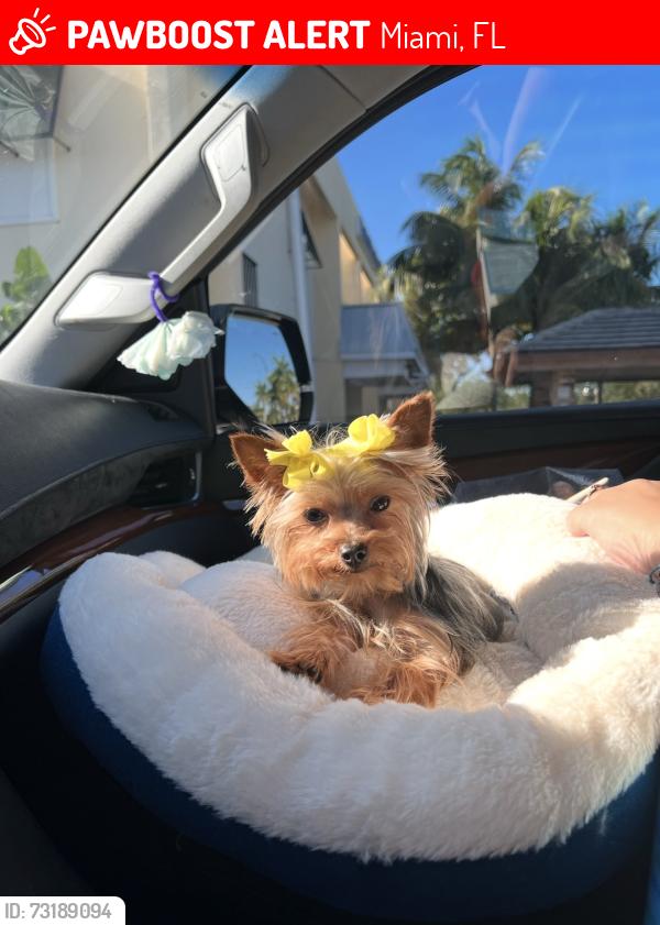 Lost Female Dog last seen Ihop, Miami, FL 33126