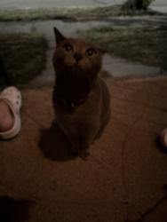 Found/Stray Unknown Cat last seen Baldwin & Dwight Ave SE, Grand Rapids, MI 49506