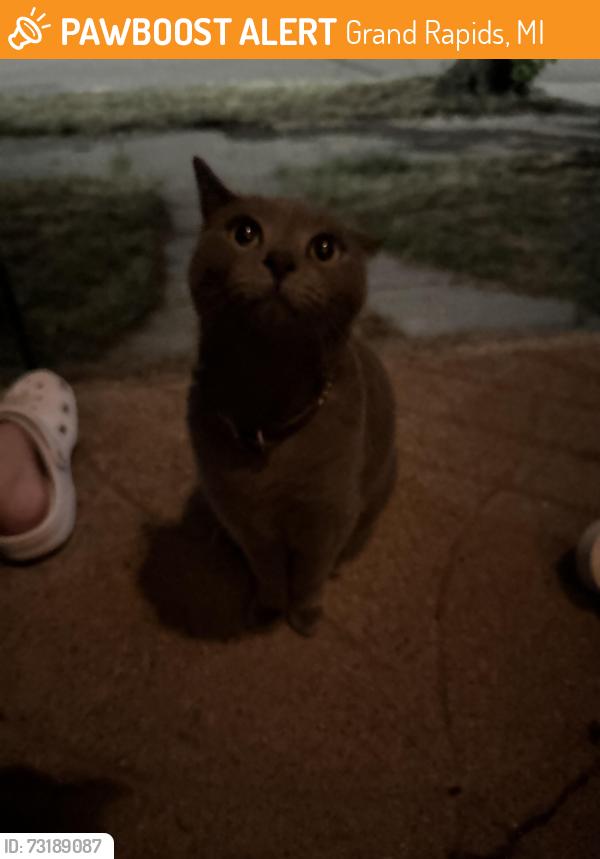 Found/Stray Unknown Cat last seen Baldwin & Dwight Ave SE, Grand Rapids, MI 49506
