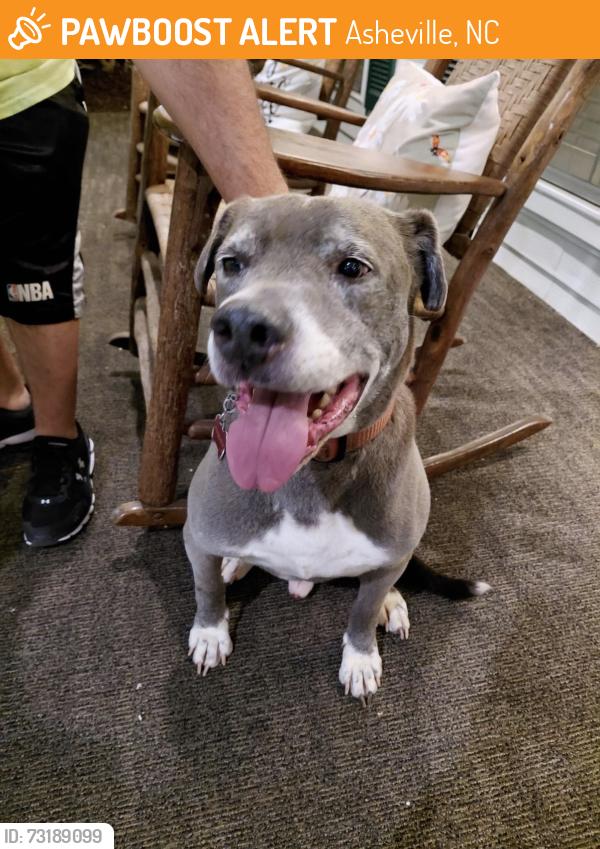 Found/Stray Male Dog last seen Rathfarnham rd, Asheville, NC 28803