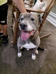 Found/Stray Male Dog last seen Rathfarnham rd, Asheville, NC 28803