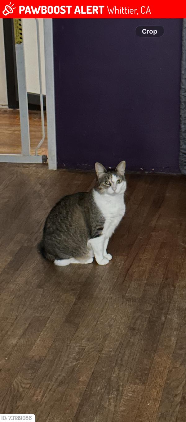 Lost Female Cat last seen Painter Valna, Whittier, CA 90602