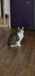 Lost Female Cat last seen Painter Valna, Whittier, CA 90602