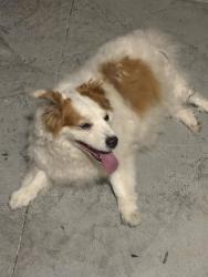 Found/Stray Unknown Dog last seen Mackenzie Court and Donegal Avenue, Boone County, KY 41091