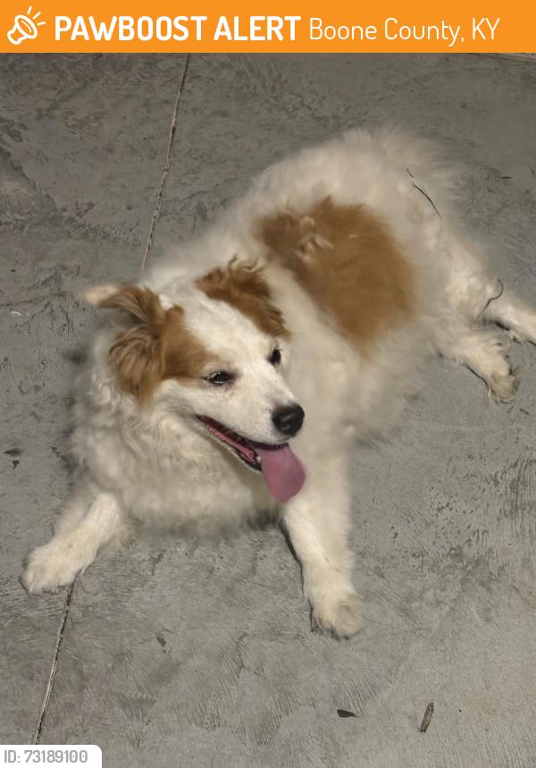 Found/Stray Unknown Dog last seen Mackenzie Court and Donegal Avenue, Boone County, KY 41091