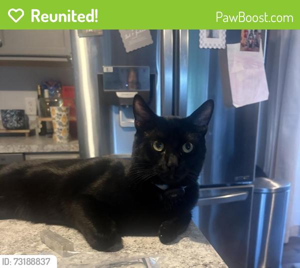 Reunited Male Cat last seen Kunkel Elementary, Middletown, PA 17057