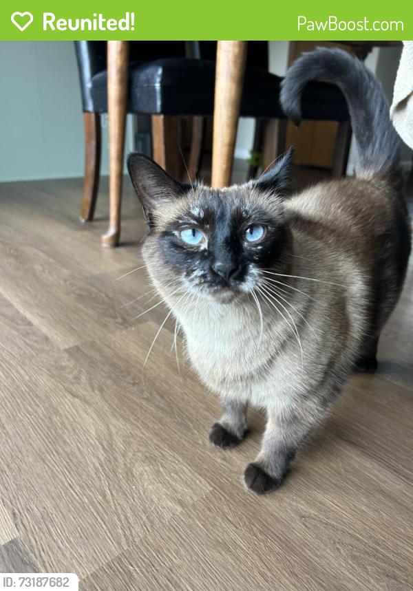 Reunited Female Cat last seen Kelly’s bleachers, Wind Lake, WI 53185
