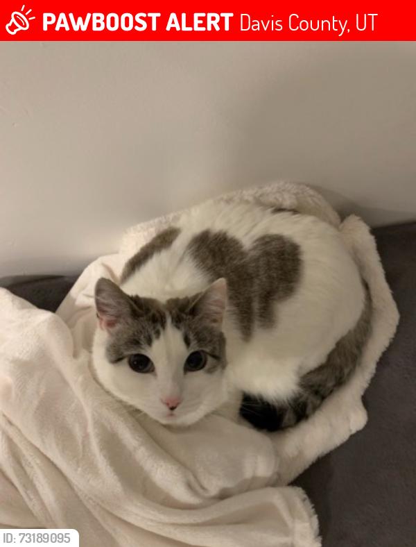 Lost Female Cat last seen Near Farmington Lake (smaller pond) under a shady wooded overlook area with log seating (Possible coordinates: 40°58’28.9”N 111°49’03.0”W), Davis County, UT 84050
