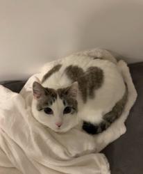 Lost Female Cat last seen Near Farmington Lake (smaller pond) under a shady wooded overlook area with log seating (Possible coordinates: 40°58’28.9”N 111°49’03.0”W), Davis County, UT 84050