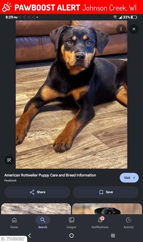 Lost Female Dog last seen Flavel and 86th st, Johnson Creek, WI 53038