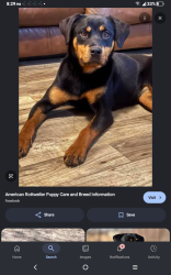 Lost Female Dog last seen Flavel and 86th st, Johnson Creek, WI 53038