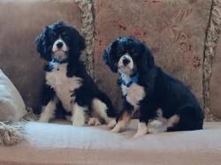 Reunited Male Dog last seen fruitland ave n 112th st e puyallup, Puyallup, WA 98373