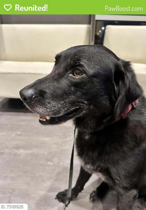 Reunited Male Dog last seen Weatherford Rd, in between Sheraton and Cody, Fayetteville, NC 28303