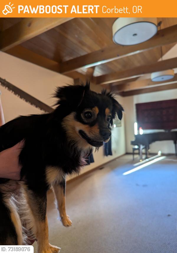 Found/Stray Male Dog last seen Near E, Historic Columbia River Hwy, Corbett, OR 97019, Corbett, OR 97019