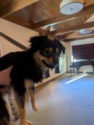 Found/Stray Male Dog last seen Near E, Historic Columbia River Hwy, Corbett, OR 97019, Corbett, OR 97019