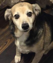 Reunited Male Dog last seen Page Rd and st RT 303, Streetsboro, OH 44241