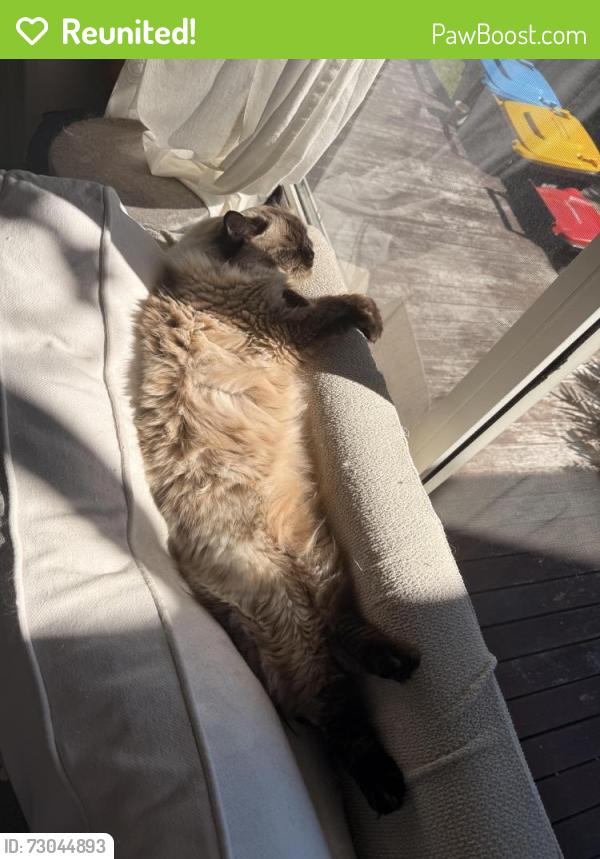 Reunited Female Cat last seen Davidson Ave Forestville, Forestville, NSW 2087