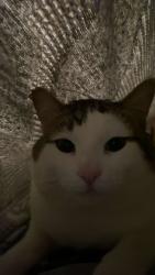 Lost Male Cat last seen hargreaves street, Saskatoon, SK 