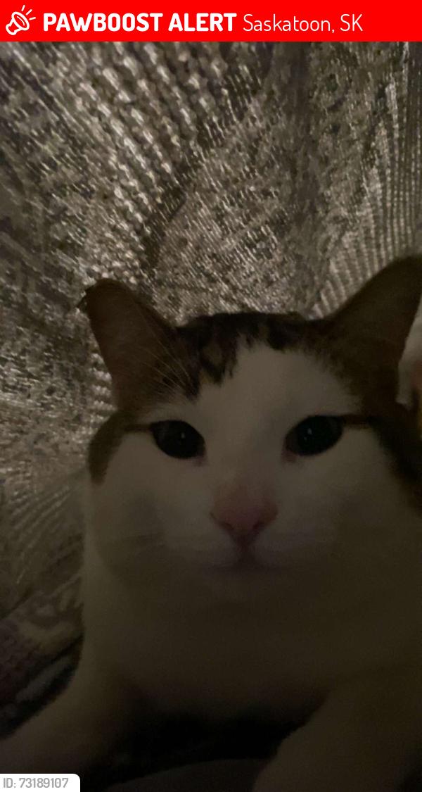 Lost Male Cat last seen hargreaves street, Saskatoon, SK 