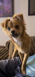 Found/Stray Male Dog last seen Hill and oak grove parkway, Oak Point, TX 75068