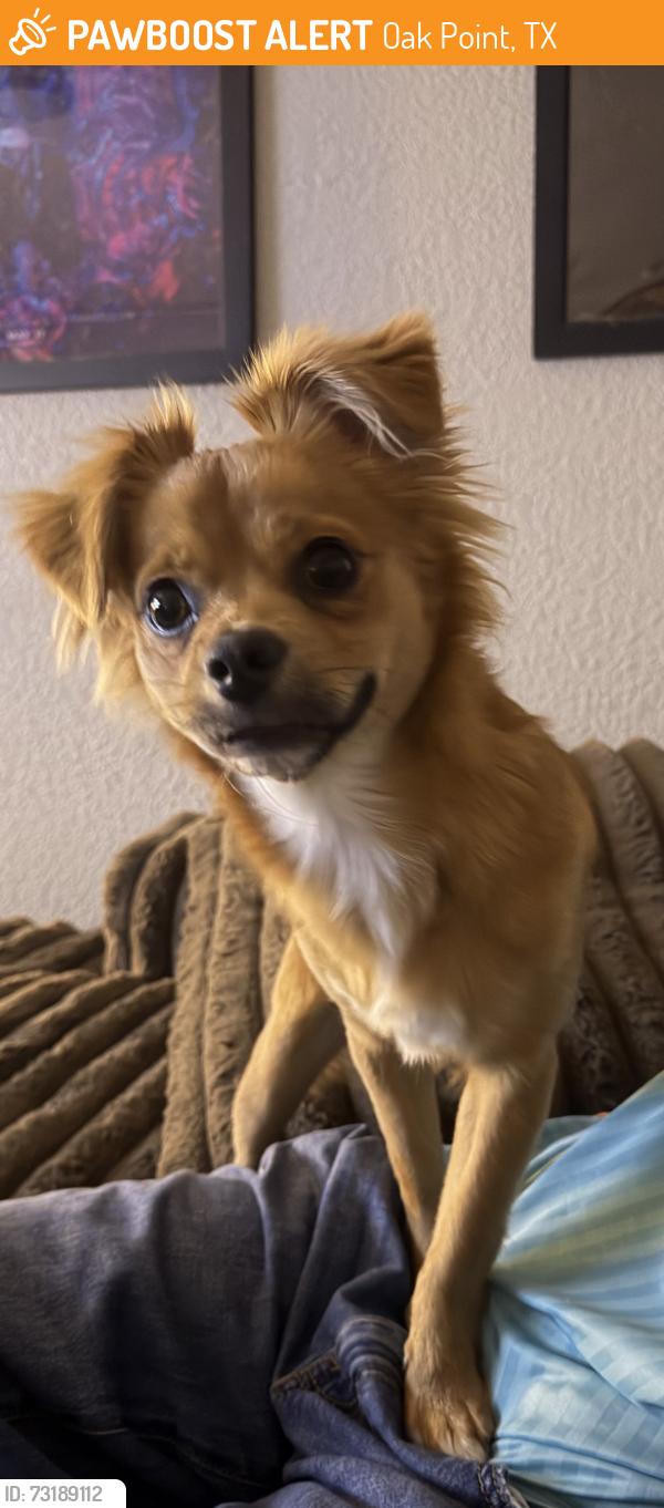 Found/Stray Male Dog last seen Hill and oak grove parkway, Oak Point, TX 75068