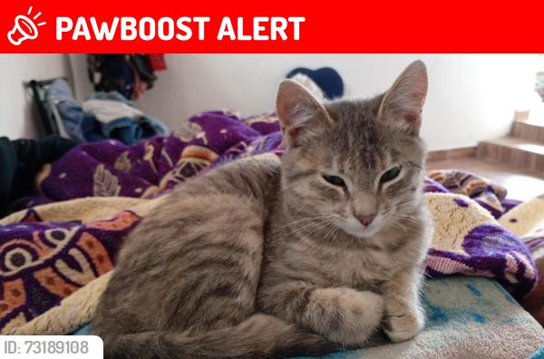 Lost Female Cat last seen Cerca de la subida, Amecameca de Juárez, Méx. 56900