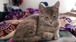 Lost Female Cat last seen Cerca de la subida, Amecameca de Juárez, Méx. 56900