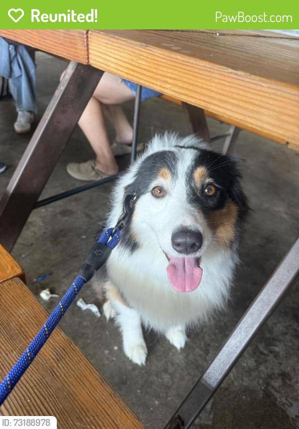 Reunited Female Dog last seen Lavendale, Dallas, TX 75230