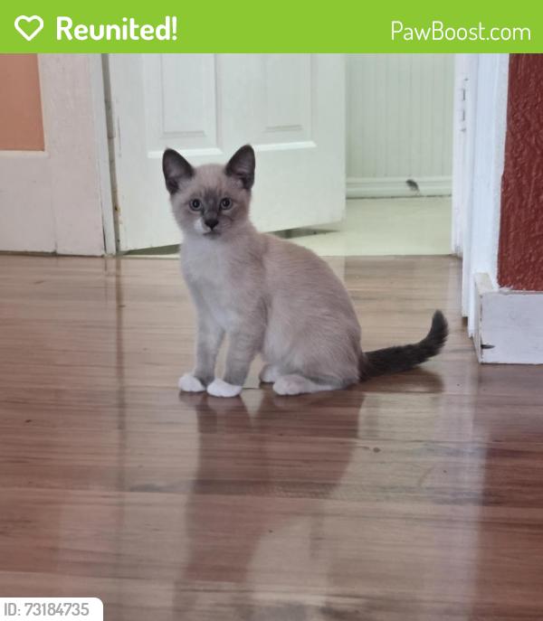 Reunited Male Cat last seen Riverfront park, Harrisburg, OR 97446