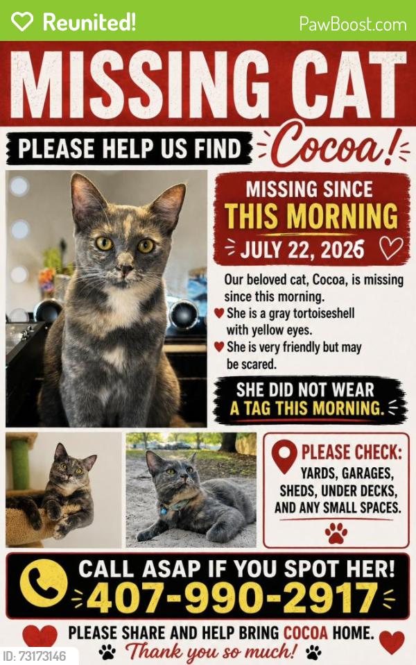 Reunited Female Cat last seen Evermore, Orlando, FL 32836