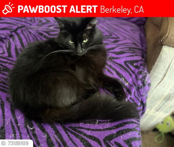 Lost Female Cat last seen California and prince, Berkeley, CA 94704
