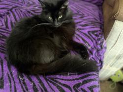 Lost Female Cat last seen California and prince, Berkeley, CA 94704