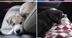 Reunited Female Dog last seen N orchard St and N Baltimore, Tacoma, WA 98416