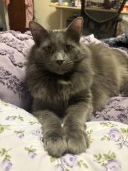 Lost Male Cat last seen Seiple farms, Northampton, PA 18067