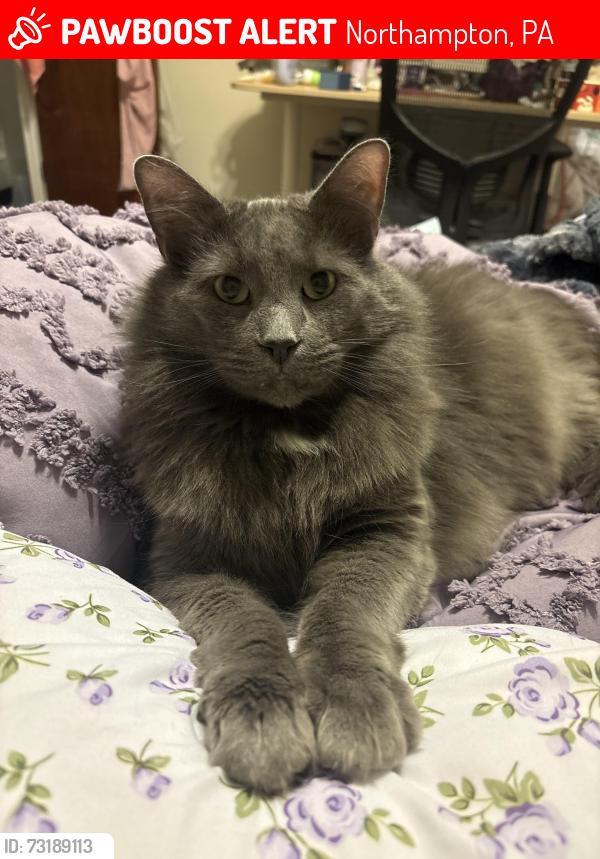 Lost Male Cat last seen Seiple farms, Northampton, PA 18067