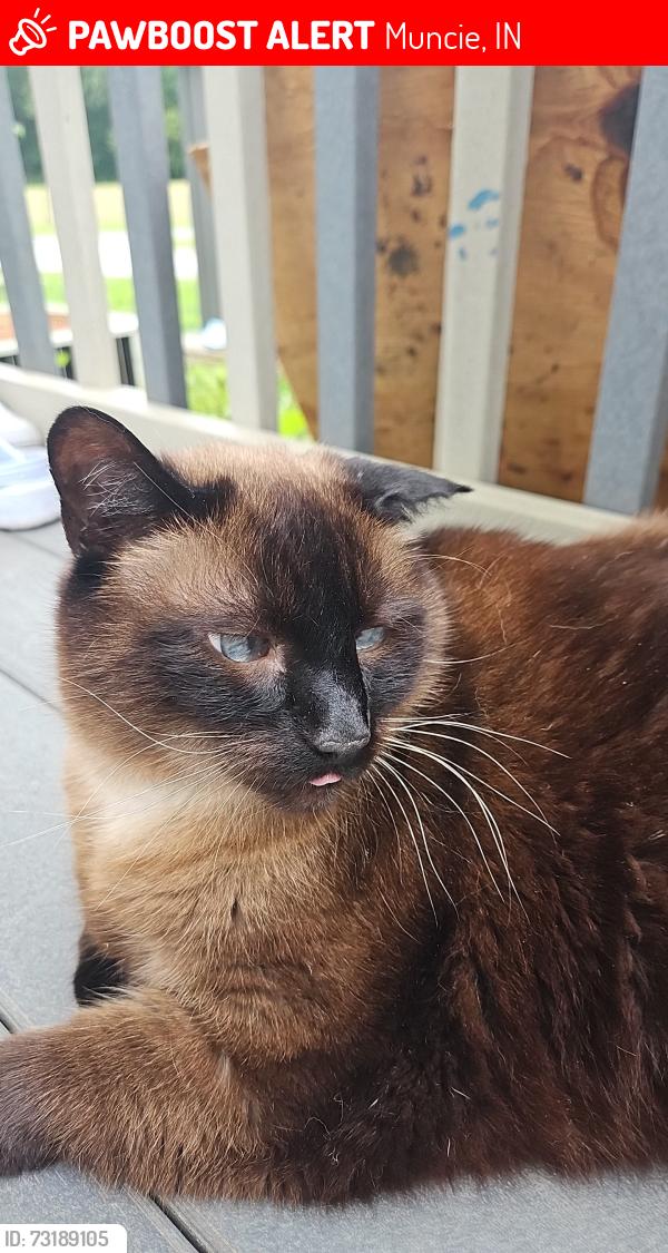 Lost Male Cat last seen On W Petty Rd., Muncie, IN 47304