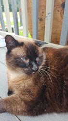Lost Male Cat last seen On W Petty Rd., Muncie, IN 47304