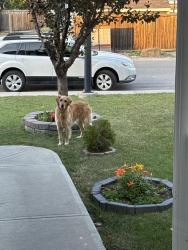 Found/Stray Unknown Dog last seen Evansmeade, Calgary, AB 