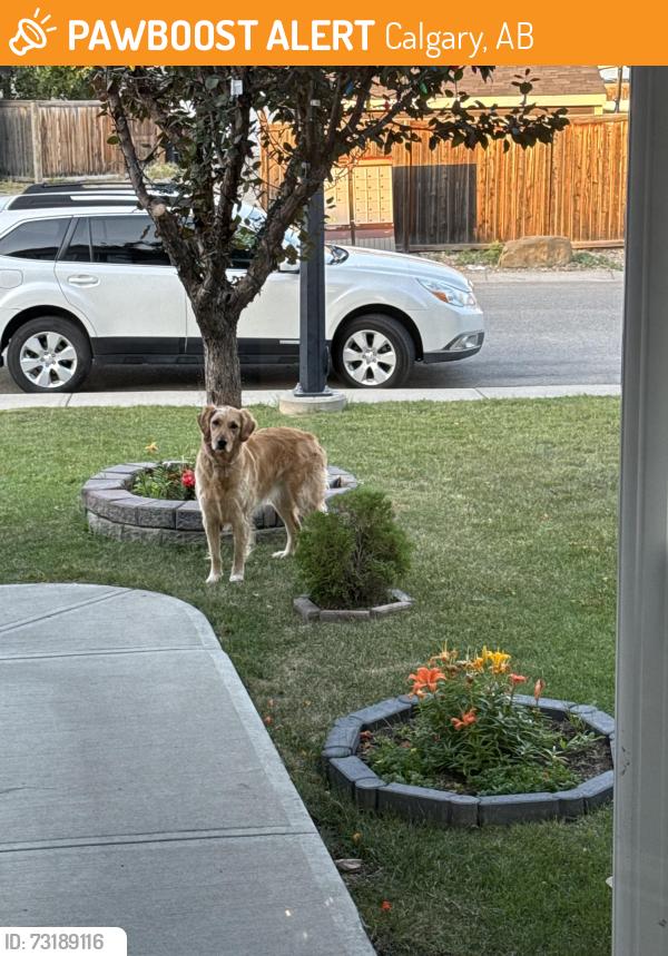 Found/Stray Unknown Dog last seen Evansmeade, Calgary, AB 