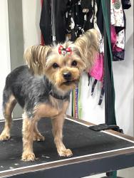Lost Female Dog last seen Dakota, Norman, OK 73069
