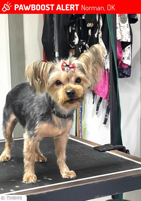 Lost Female Dog last seen Dakota, Norman, OK 73069