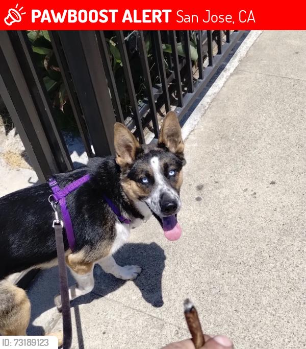 Lost Female Dog last seen Story Rd & White Rd, San Jose, CA 95127