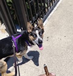 Lost Female Dog last seen Story Rd & White Rd, San Jose, CA 95127
