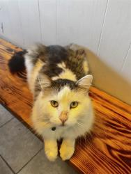 Lost Male Cat last seen Near Saenz Gorditas, Las Cruces, NM 88001