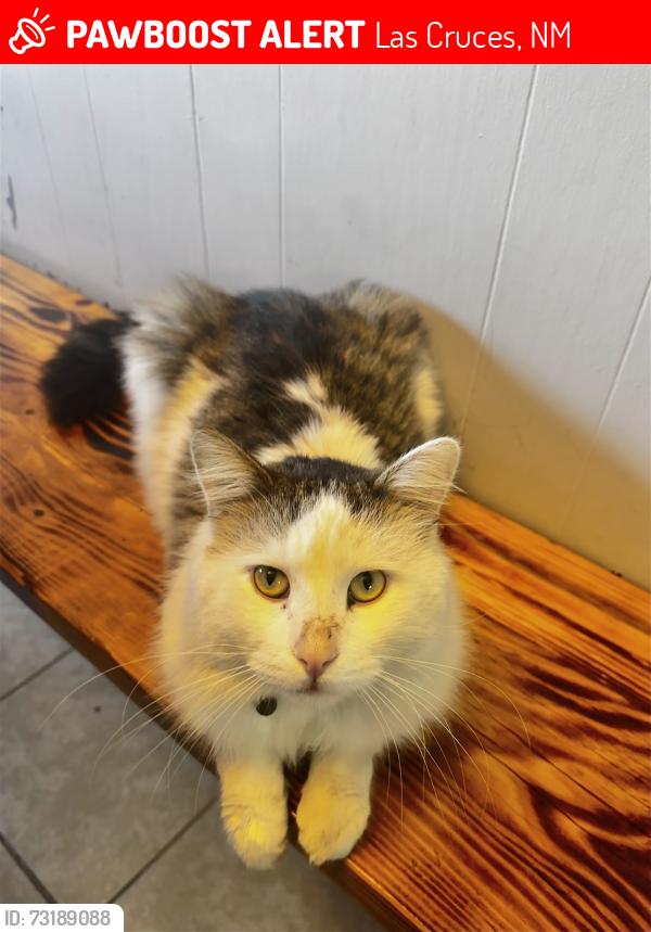Lost Male Cat last seen Near Saenz Gorditas, Las Cruces, NM 88001