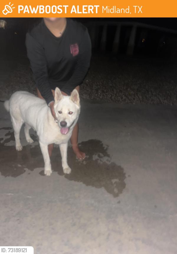 Found/Stray Unknown Dog last seen Boardwalk, Midland, TX 79705