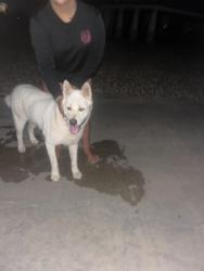 Found/Stray Unknown Dog last seen Boardwalk, Midland, TX 79705