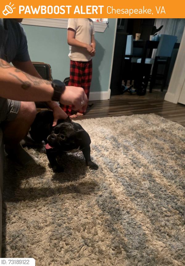 Found/Stray Female Dog last seen Bruin drive, Chesapeake, VA 23321