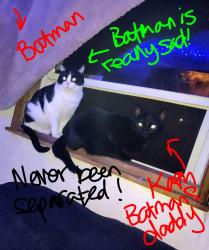 Lost Male Cat last seen Got out at Tradewinds Hotel, Was last Seen at Duplexes on the left side of 47th Street, Tulsa, OK 74135