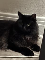 Reunited Female Cat last seen Near rue de champigny, Montréal, QC H4E 1M1